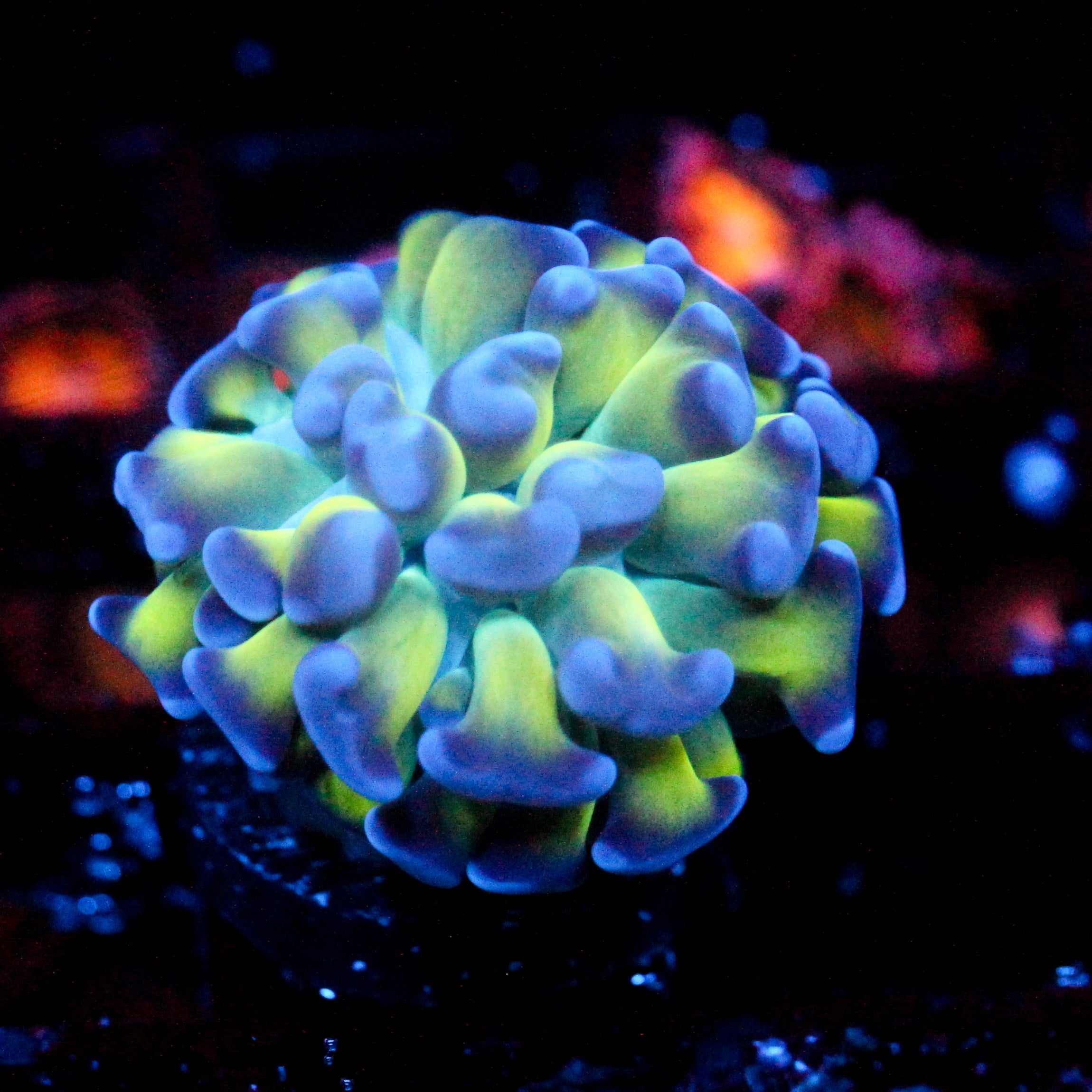 JC Bright one Hammer