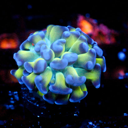 JC Bright one Hammer