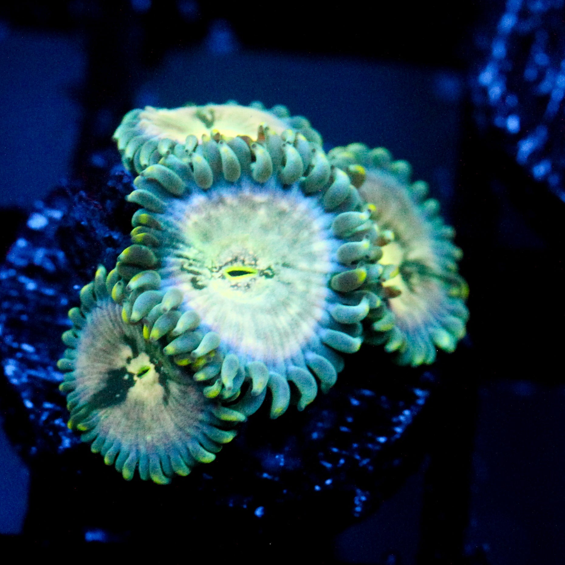 JC Hawaiian Ding Dang Zoanthid