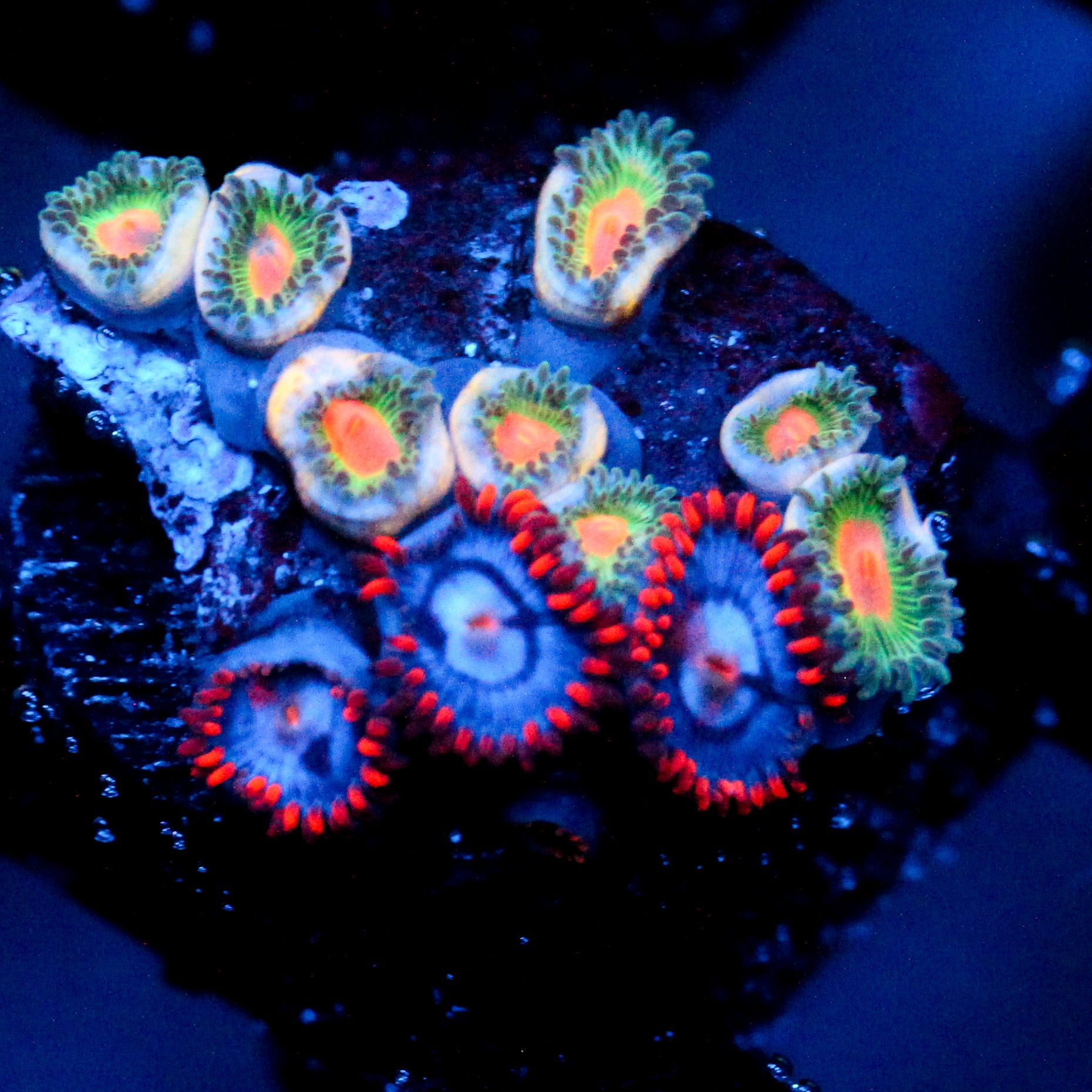 JC Zoa Garden Seed