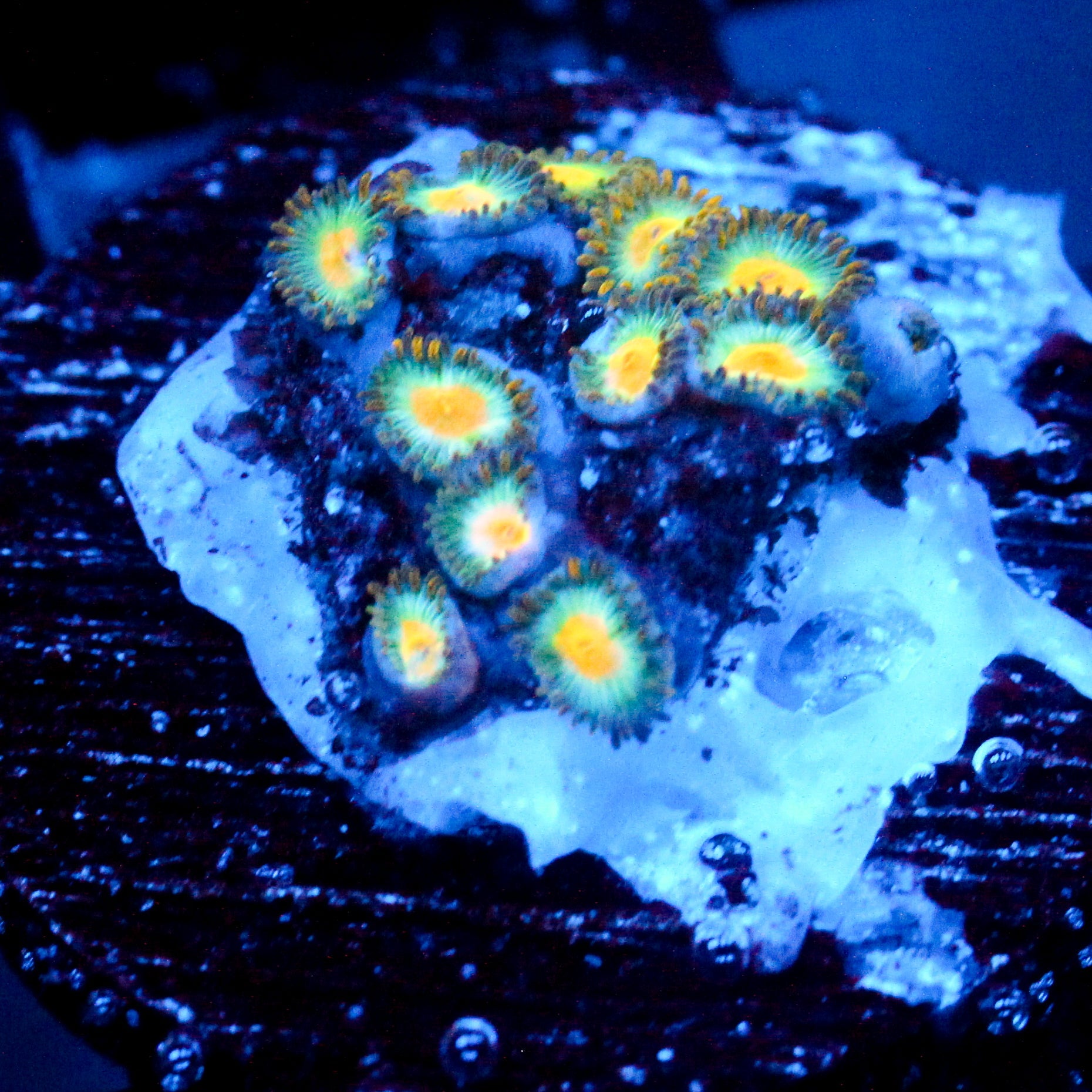 JC Saturn Zoanthid