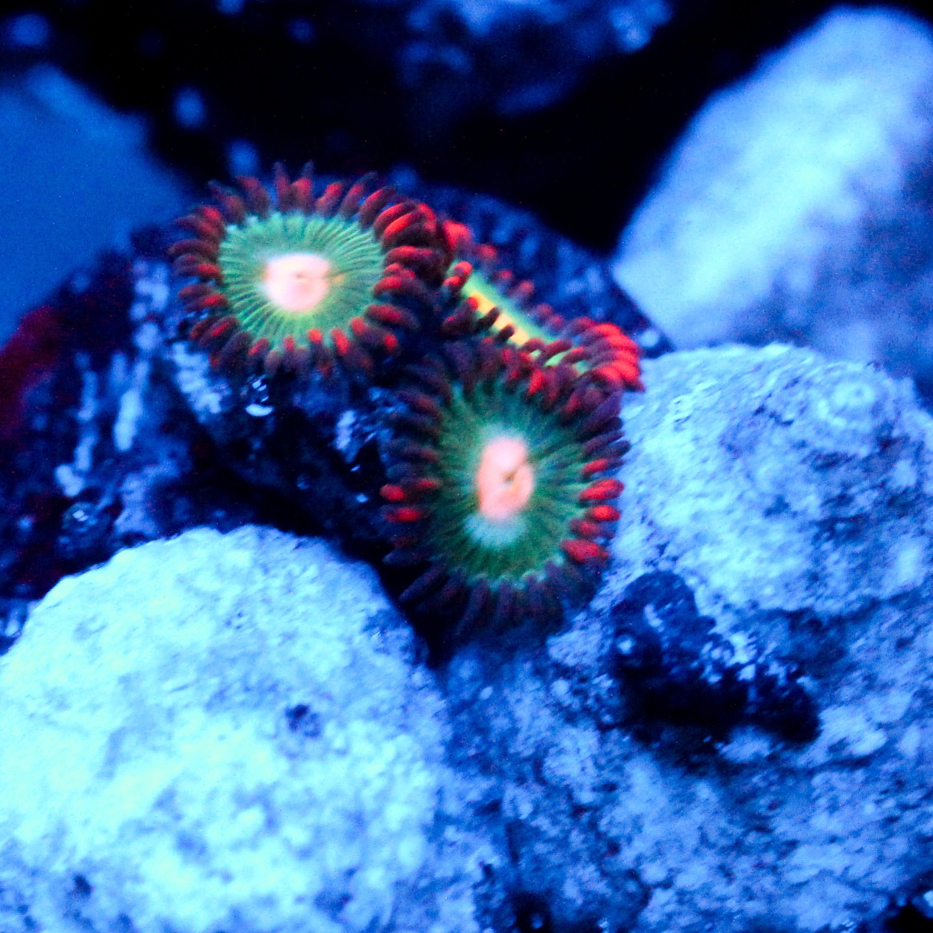 JC Gatorade Zoanthid