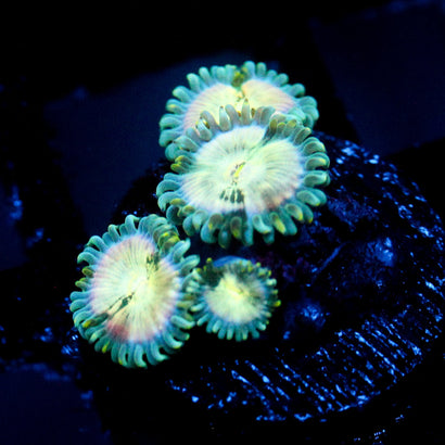 JC Hawaiian Ding Dang Zoanthid