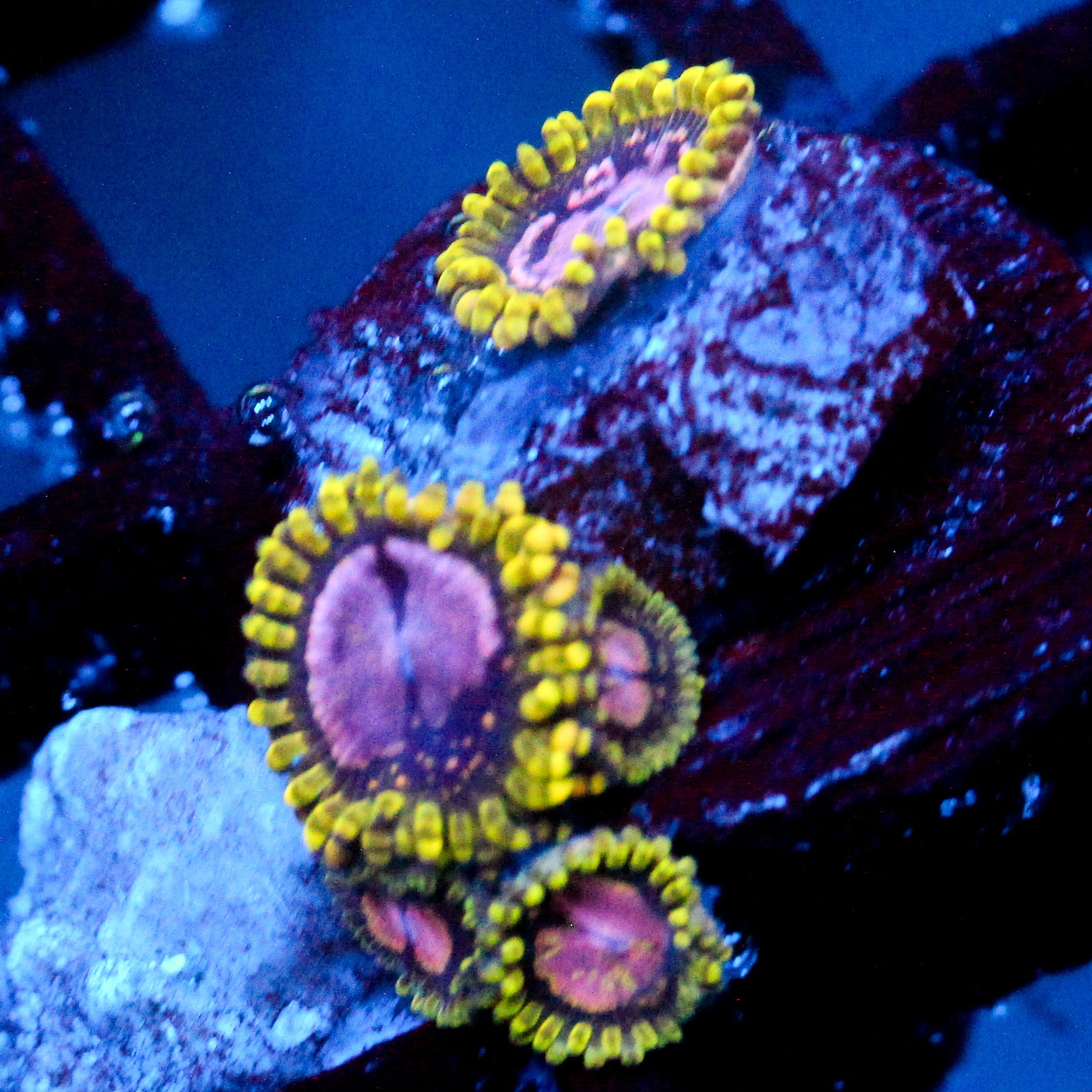 JC Purple Monster Zoanthid