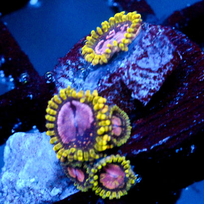 JC Purple Monster Zoanthid