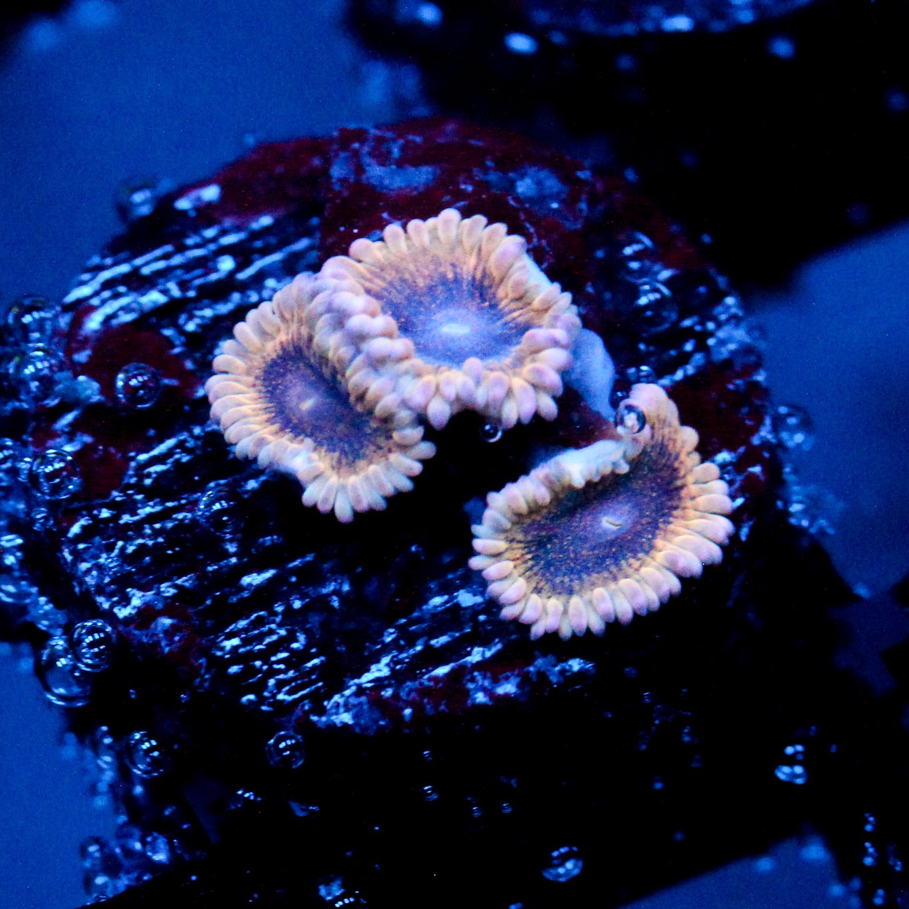 JC Void Flare Zoanthid