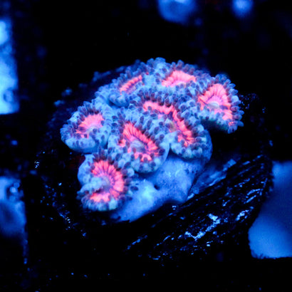 JC Armageddon Zoanthid