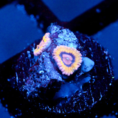 JC Sun Glazed Zoanthid