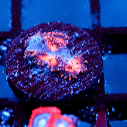 JC Speckled Kraze Zoanthid
