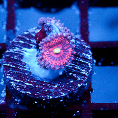 JC Yellow Rose Zoanthid