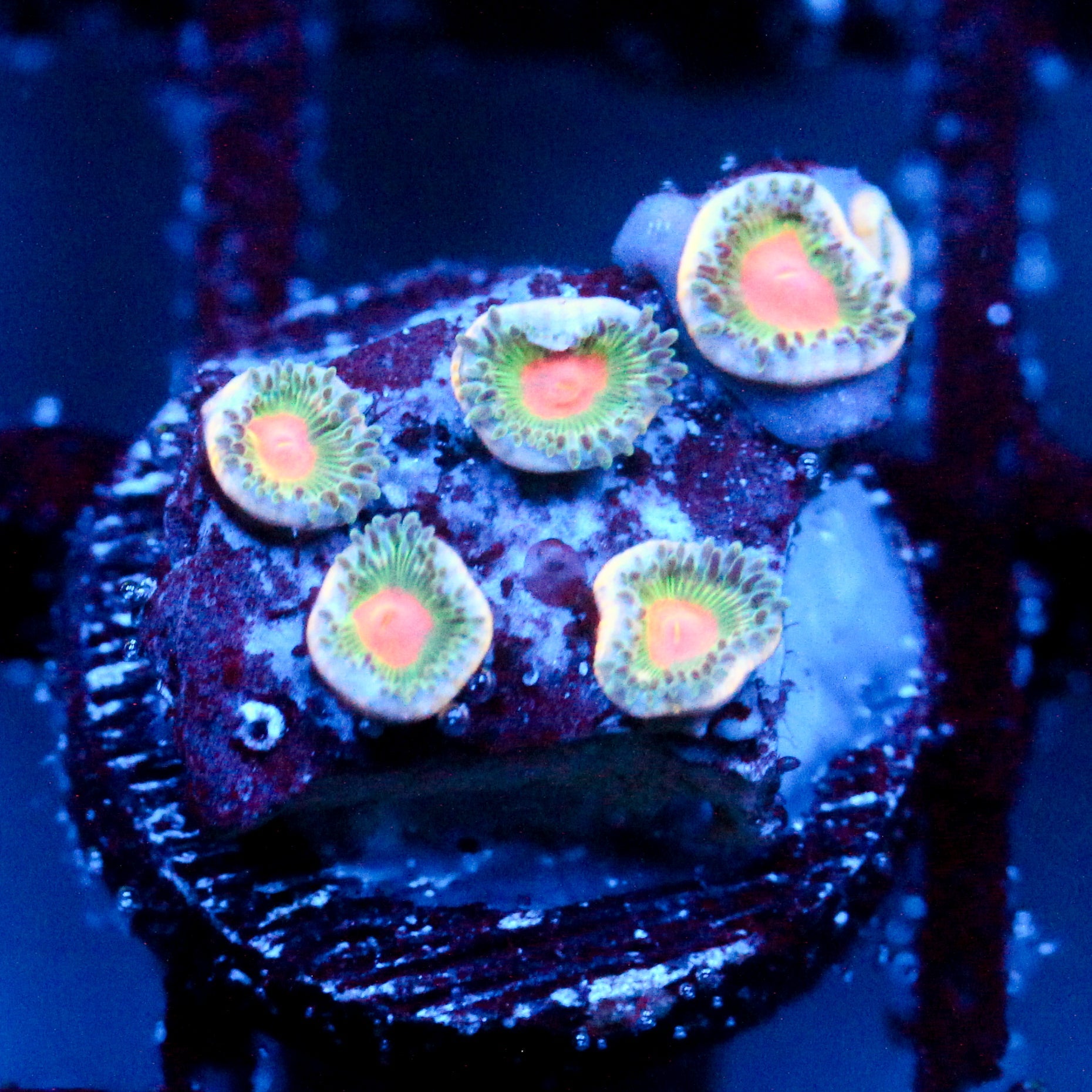 JC Irish Splash Zoanthid