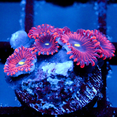 JC Purple People Eater Zoanthid