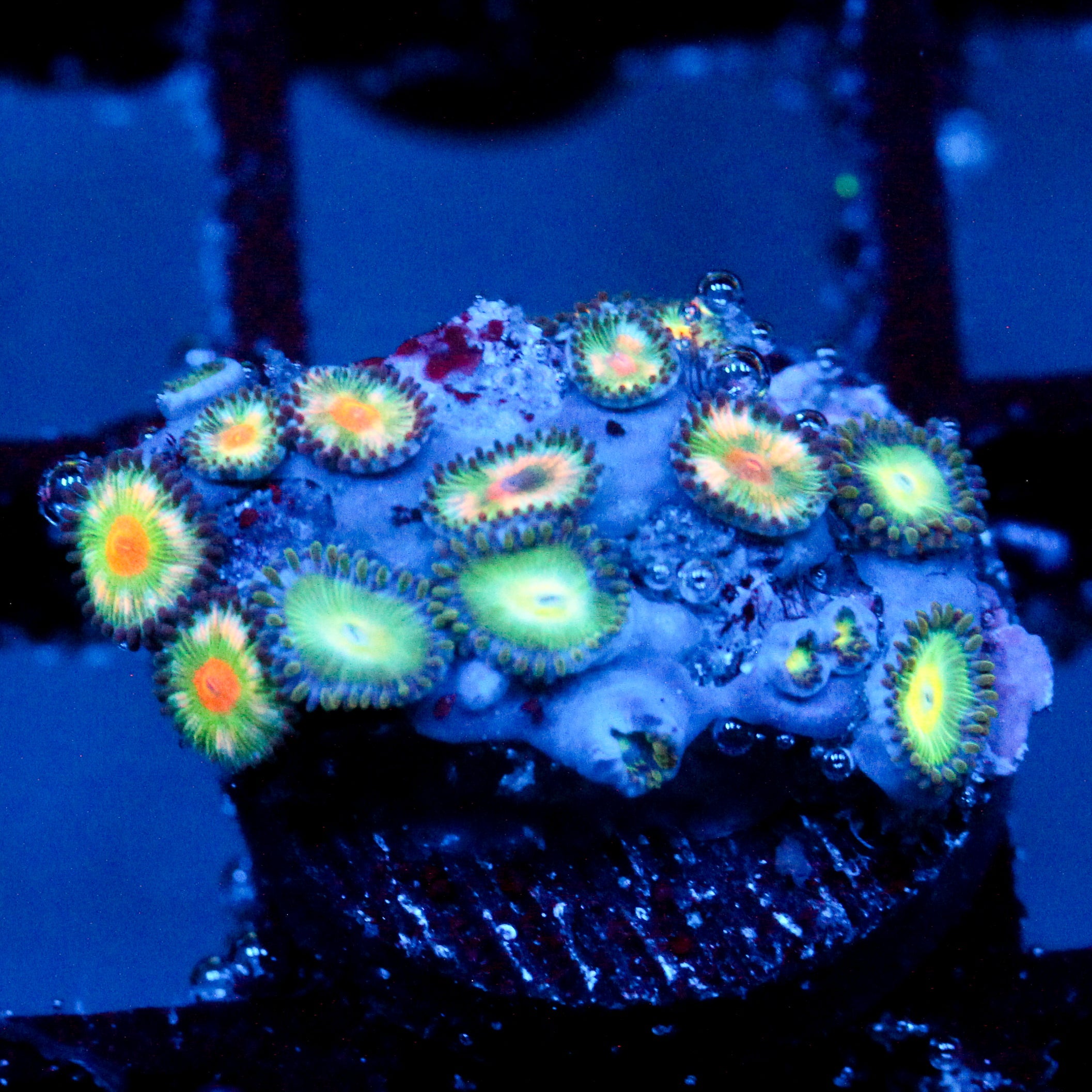 JC Warped Perception Zoanthid