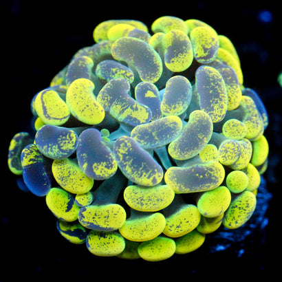 JC Yellow Splatter Hammer
