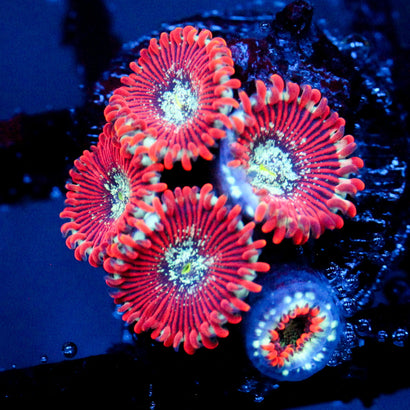 JC Magician's Zoanthid