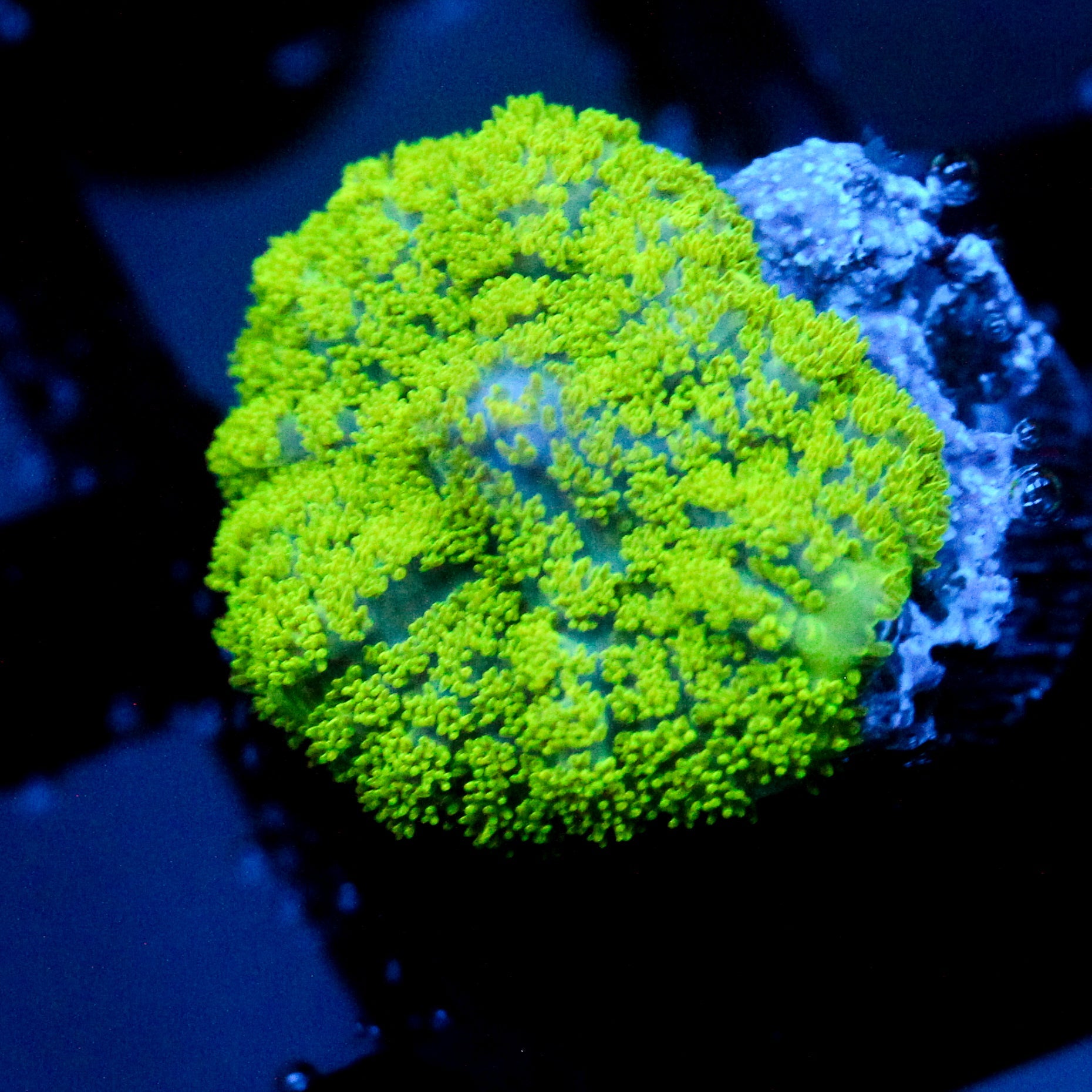 JC Neon Green Rhodactis Mushroom