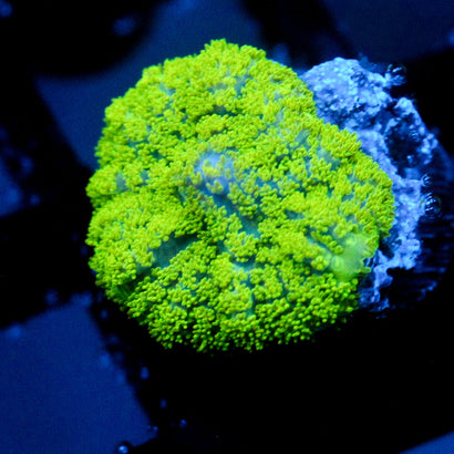 JC Neon Green Rhodactis Mushroom