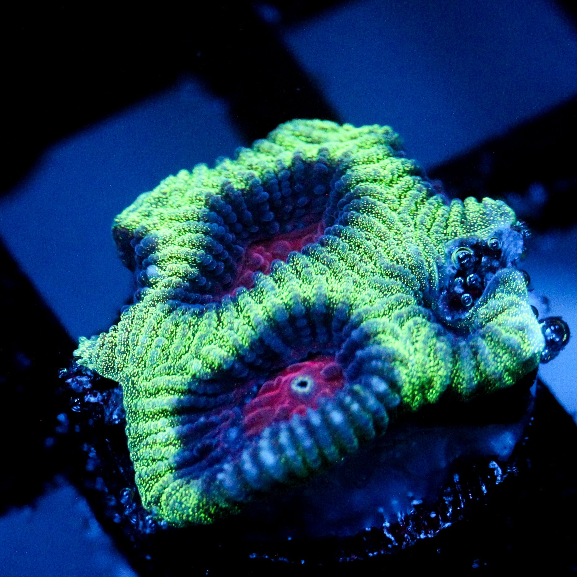 JC Demon Core Favia