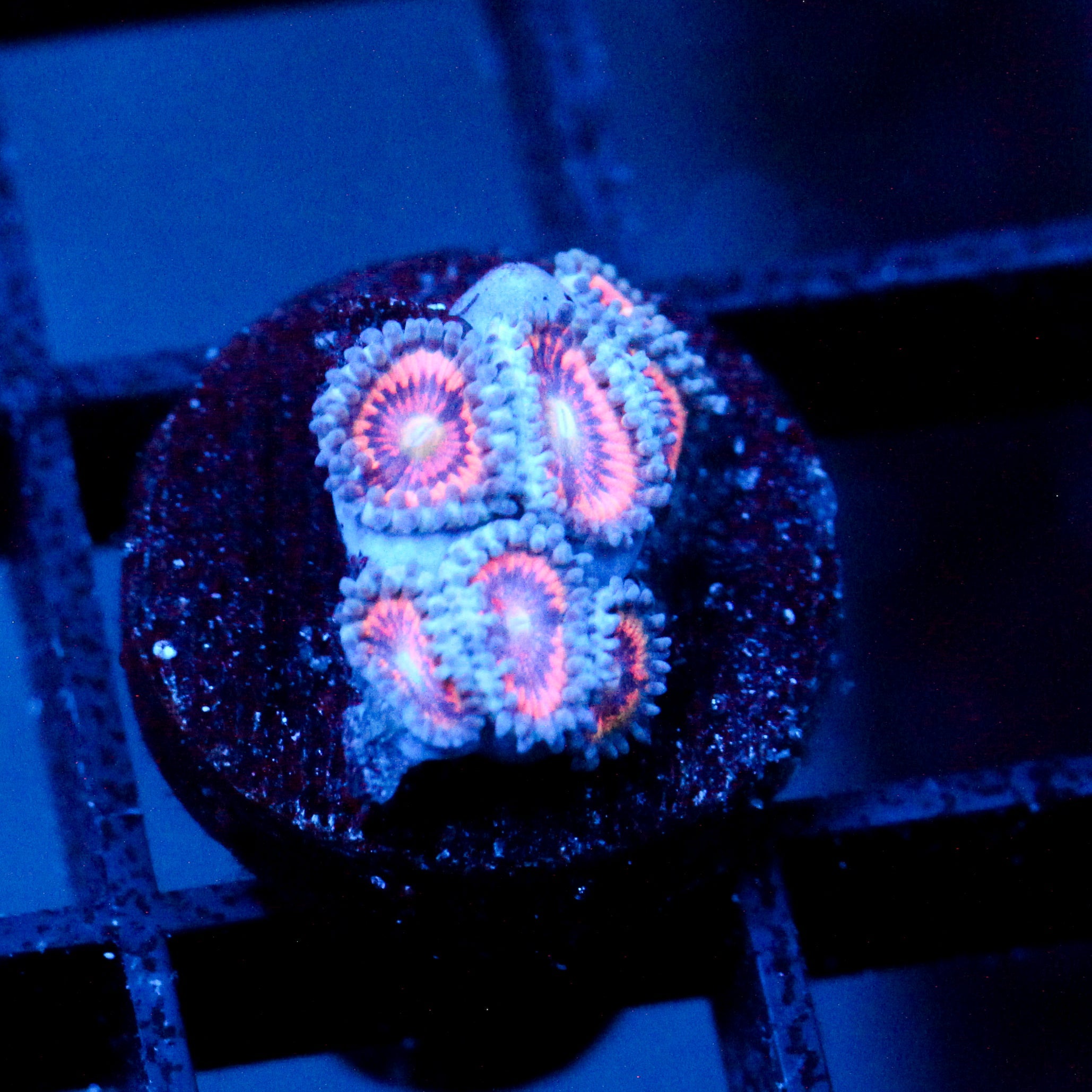 JC Armageddon Zoanthid