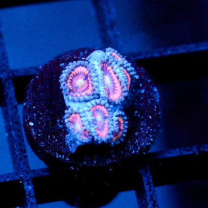 JC Armageddon Zoanthid