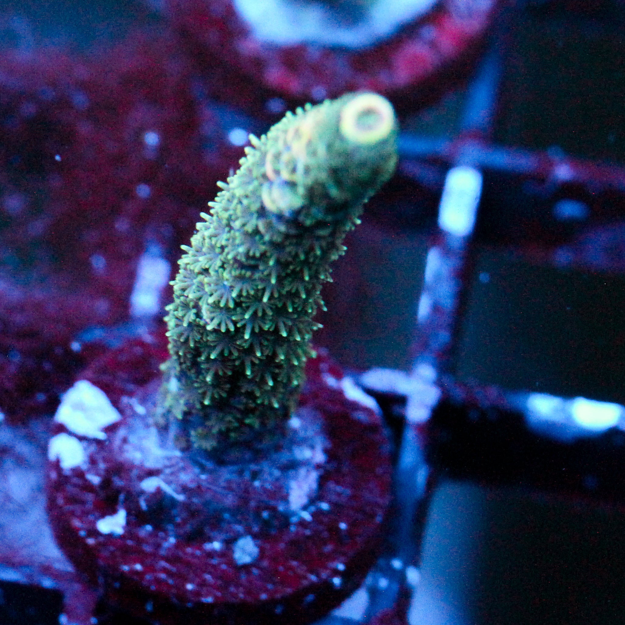 JC Green Scales