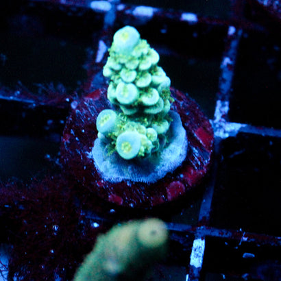 JC Taiga Biome