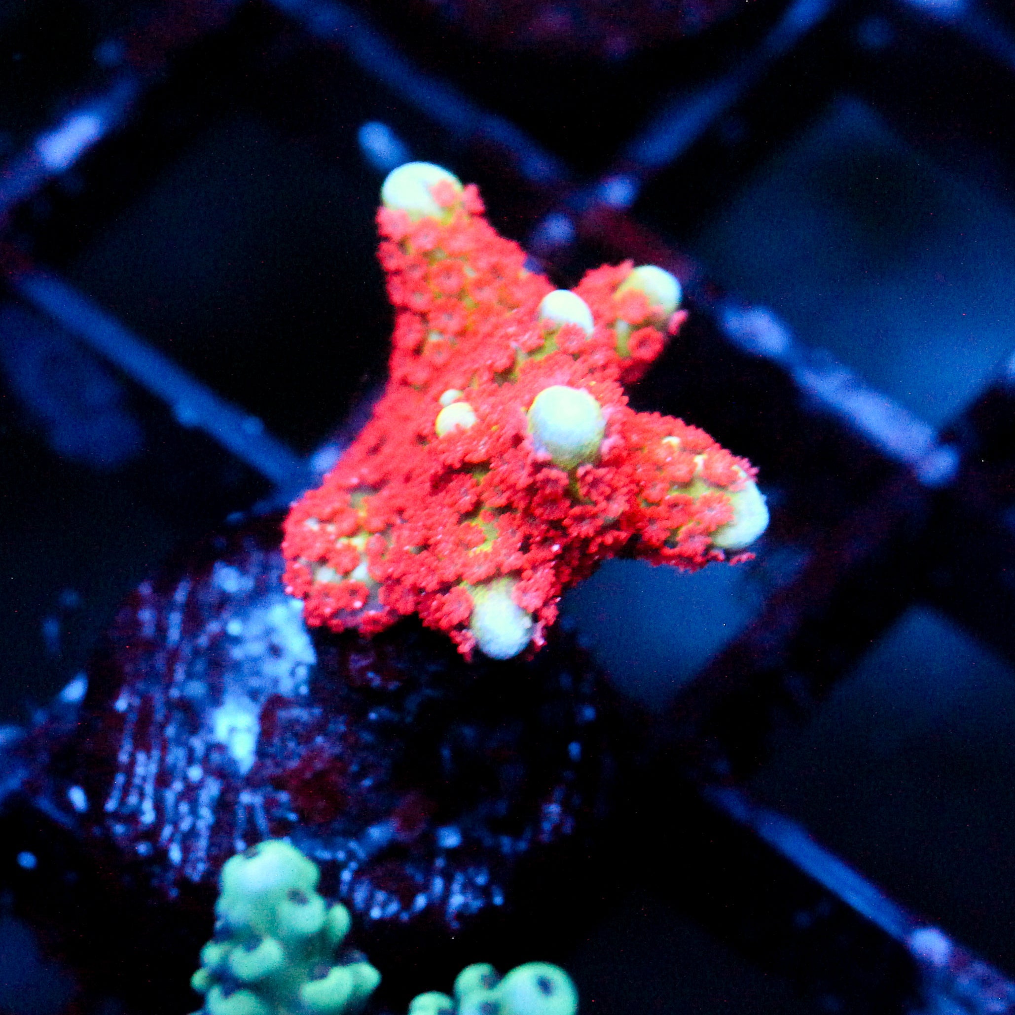 JC Bubble Gum Digi