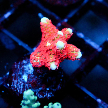 JC Bubble Gum Digi