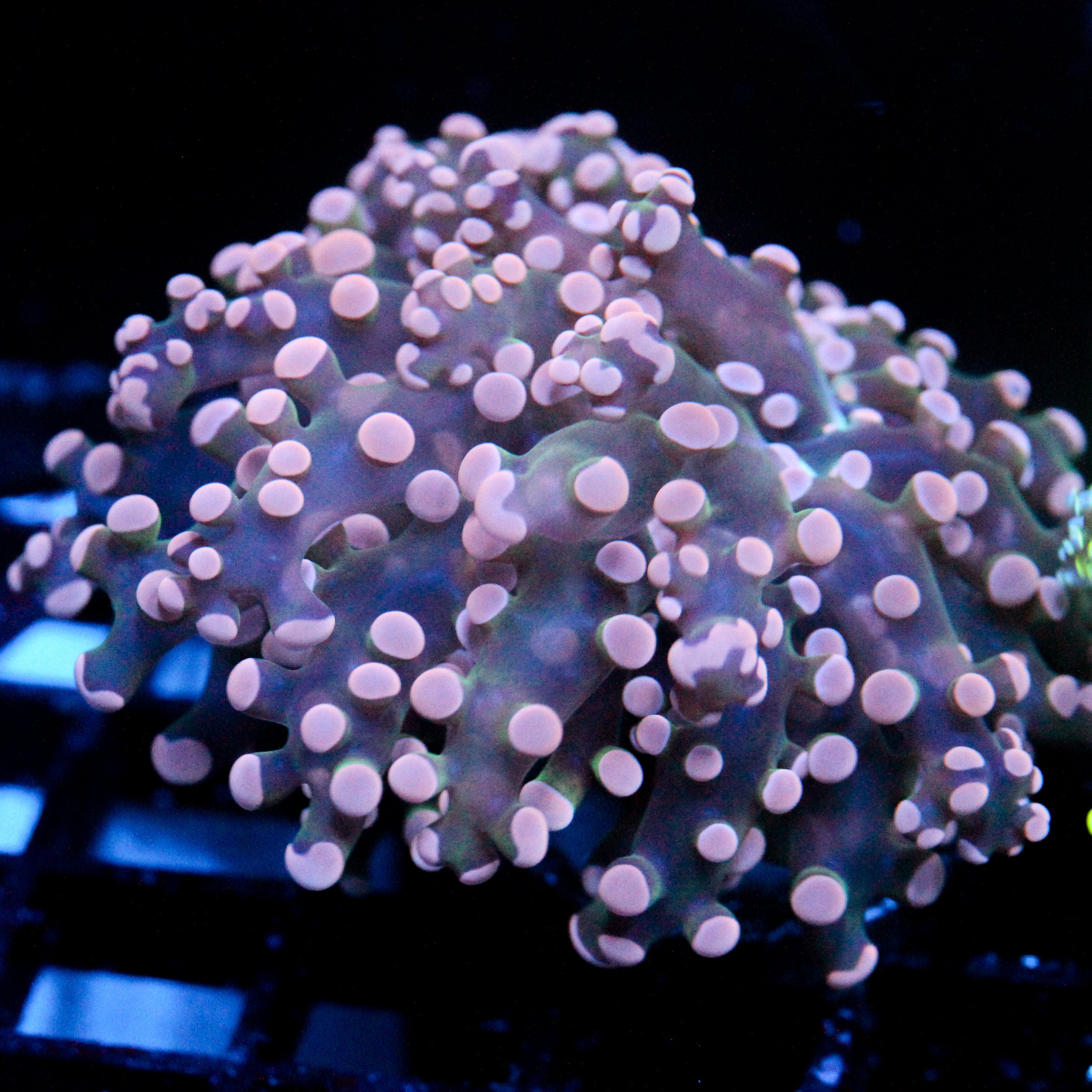 JC Pink Octo