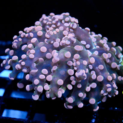 JC Pink Octo