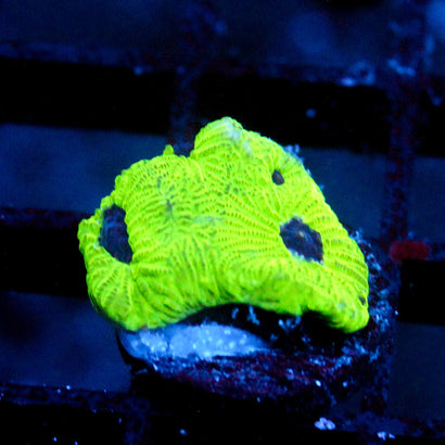 JC Sour Skittles Favia