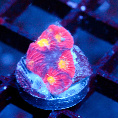 JC Red Slime Favia