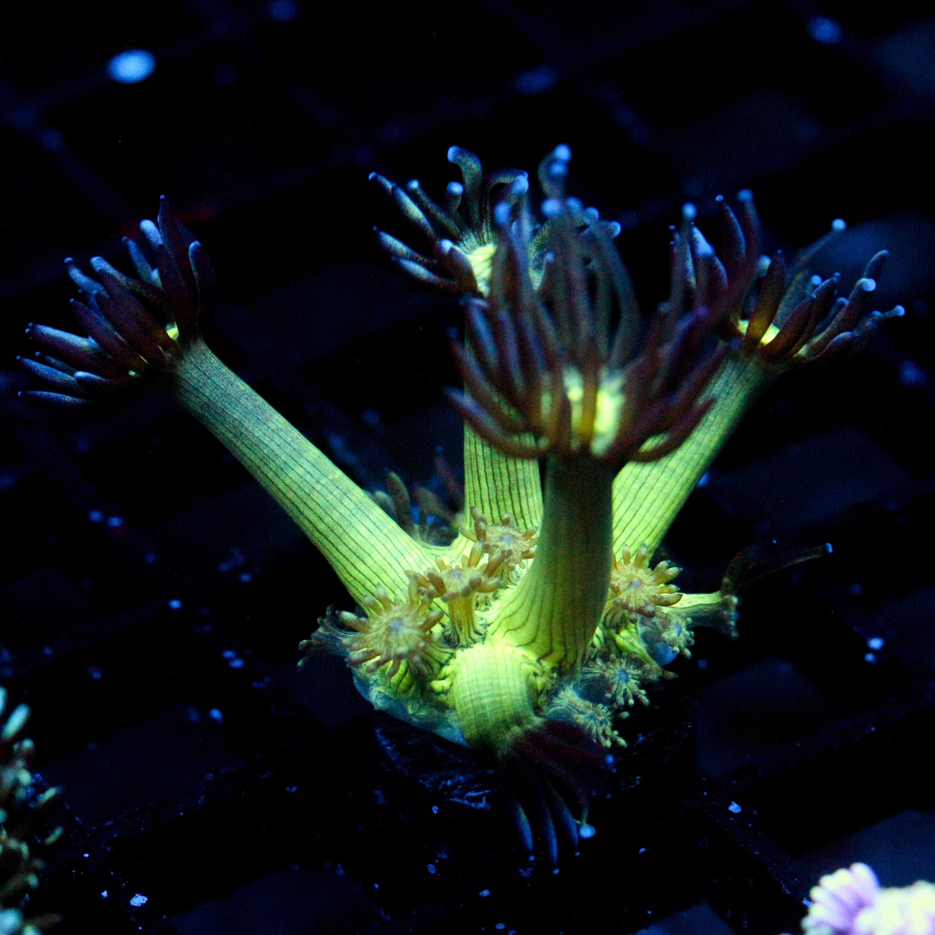 JC Peacock Goni