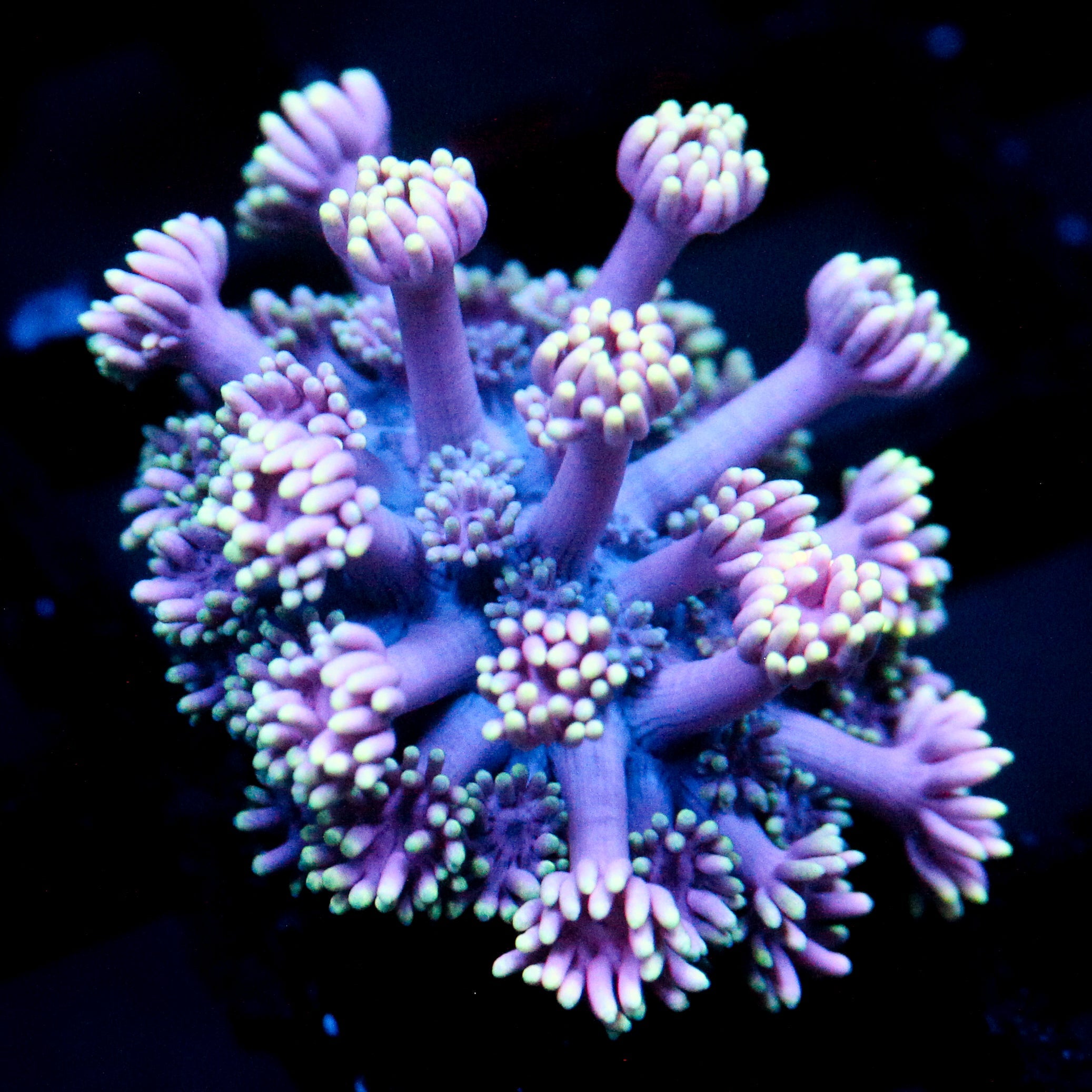 JC Aura Goni