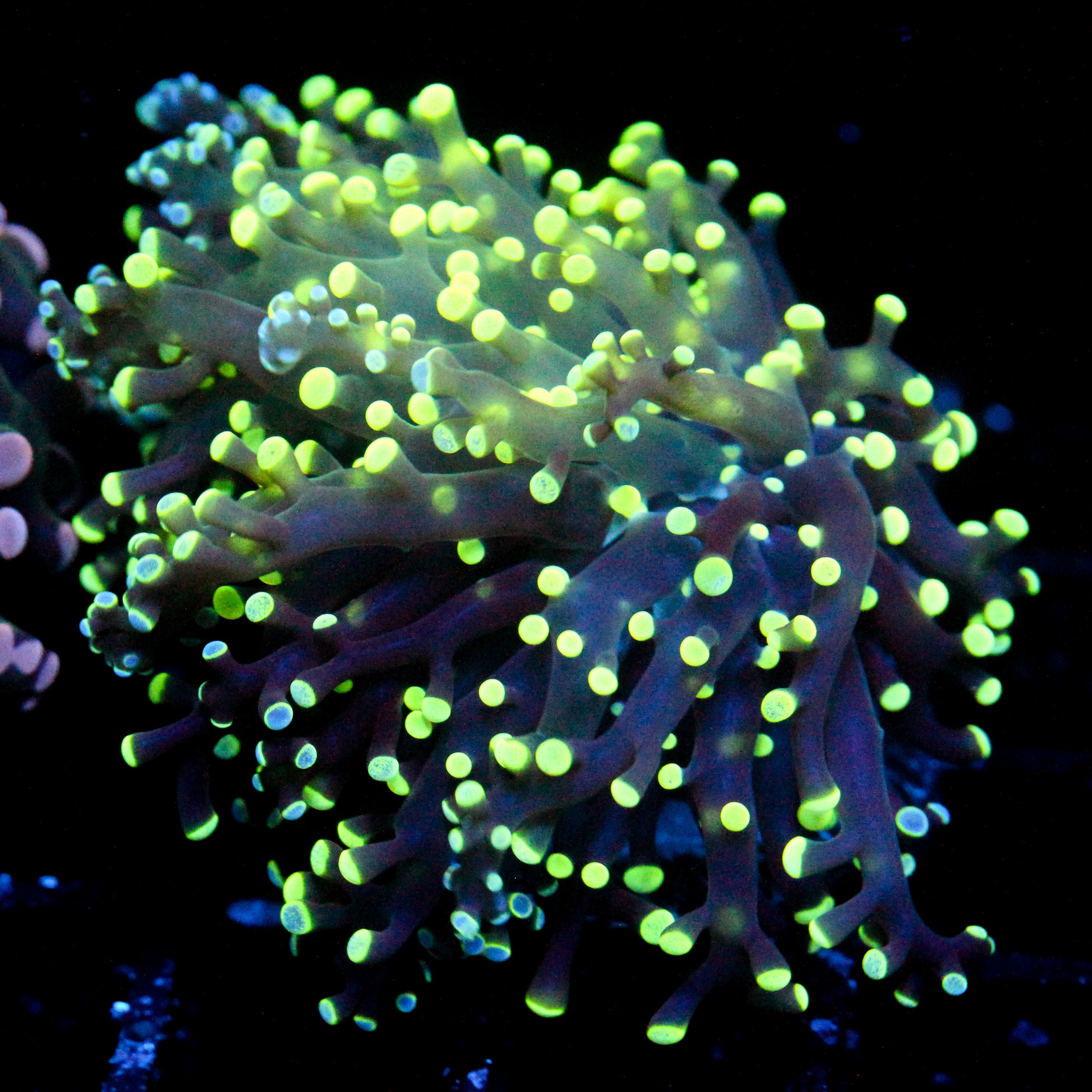 JC Splatter Octo