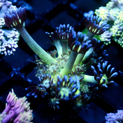 JC Peacock Goni