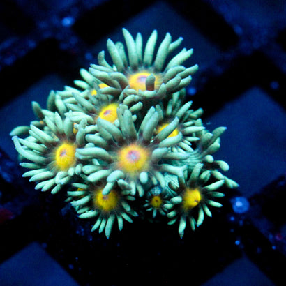 JC Sunflower Goni