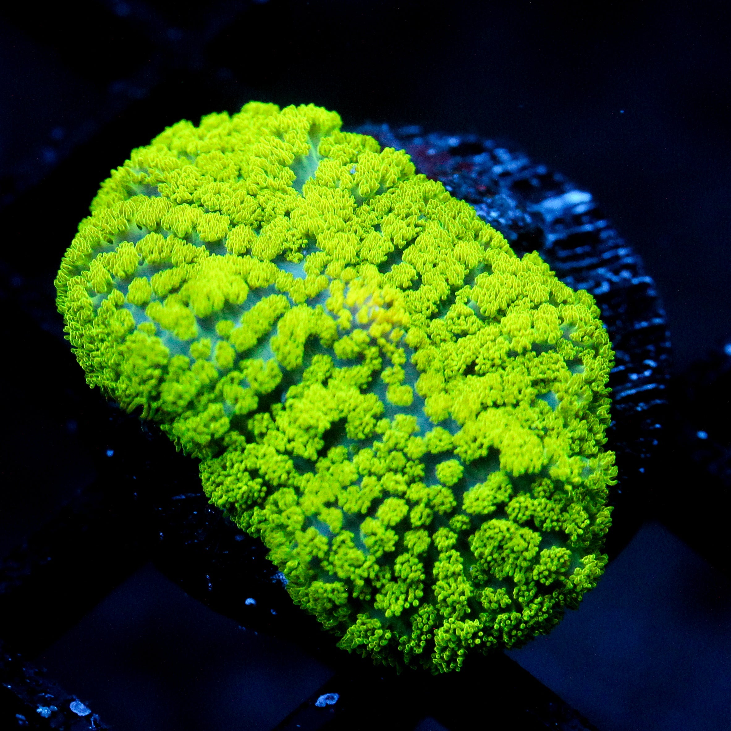 JC Neon Green Rhodactis