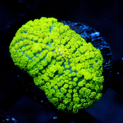 JC Neon Green Rhodactis