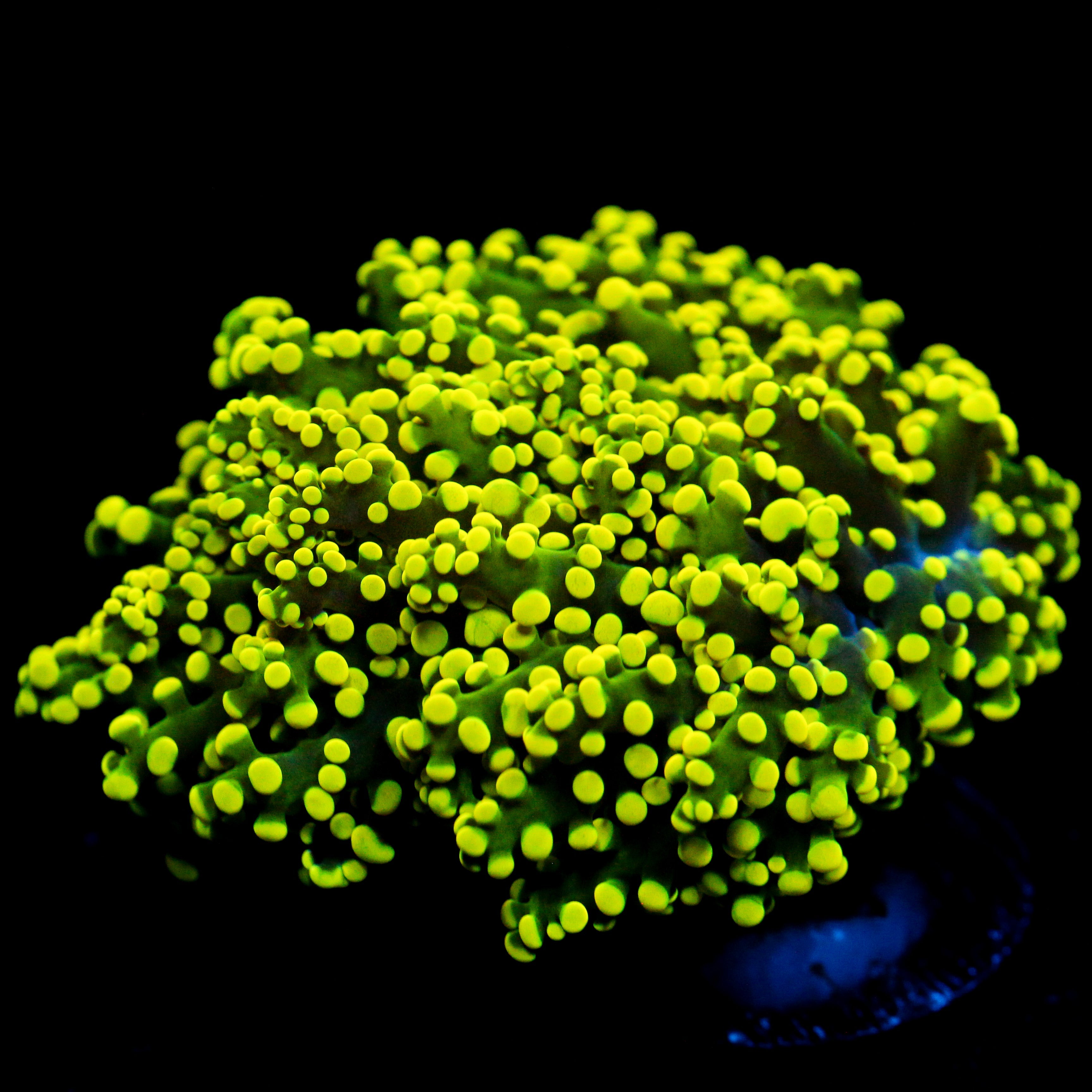 JC Neon Octo
