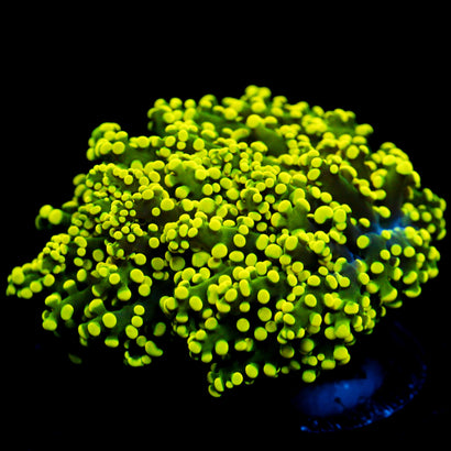 JC Neon Octo