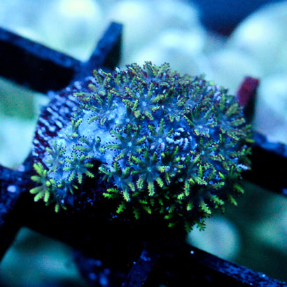 JC Sympodium Coral
