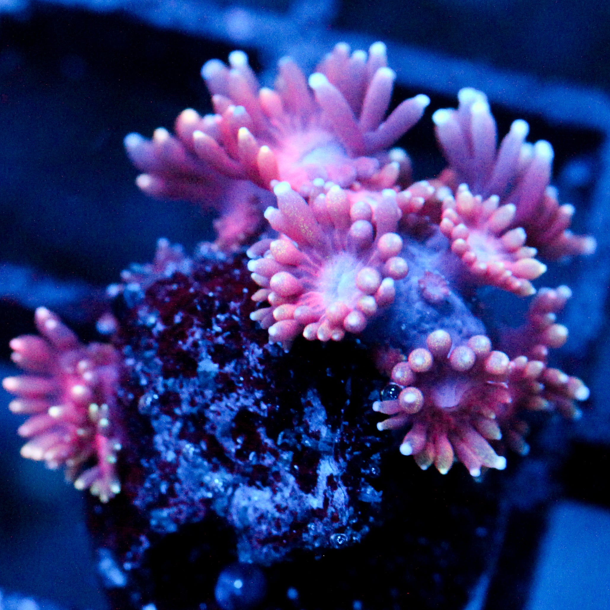 JC Pink Petals Goni