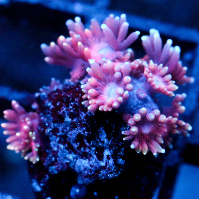 JC Pink Petals Goni