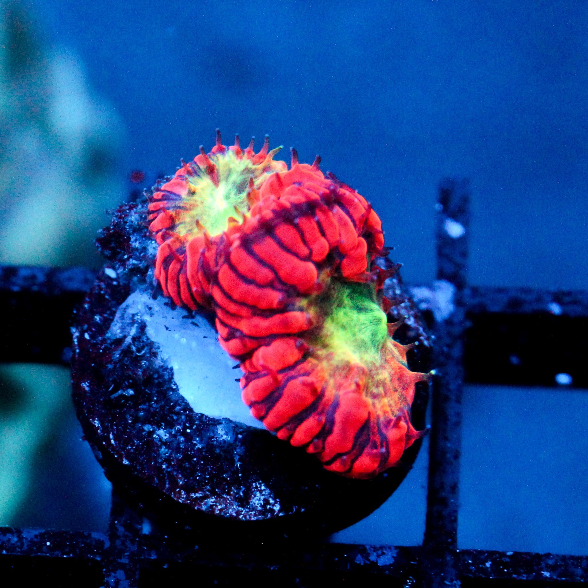 JC Supernova Blasto