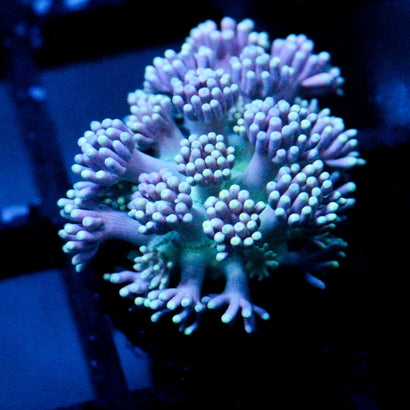 JC Blue tide Goni