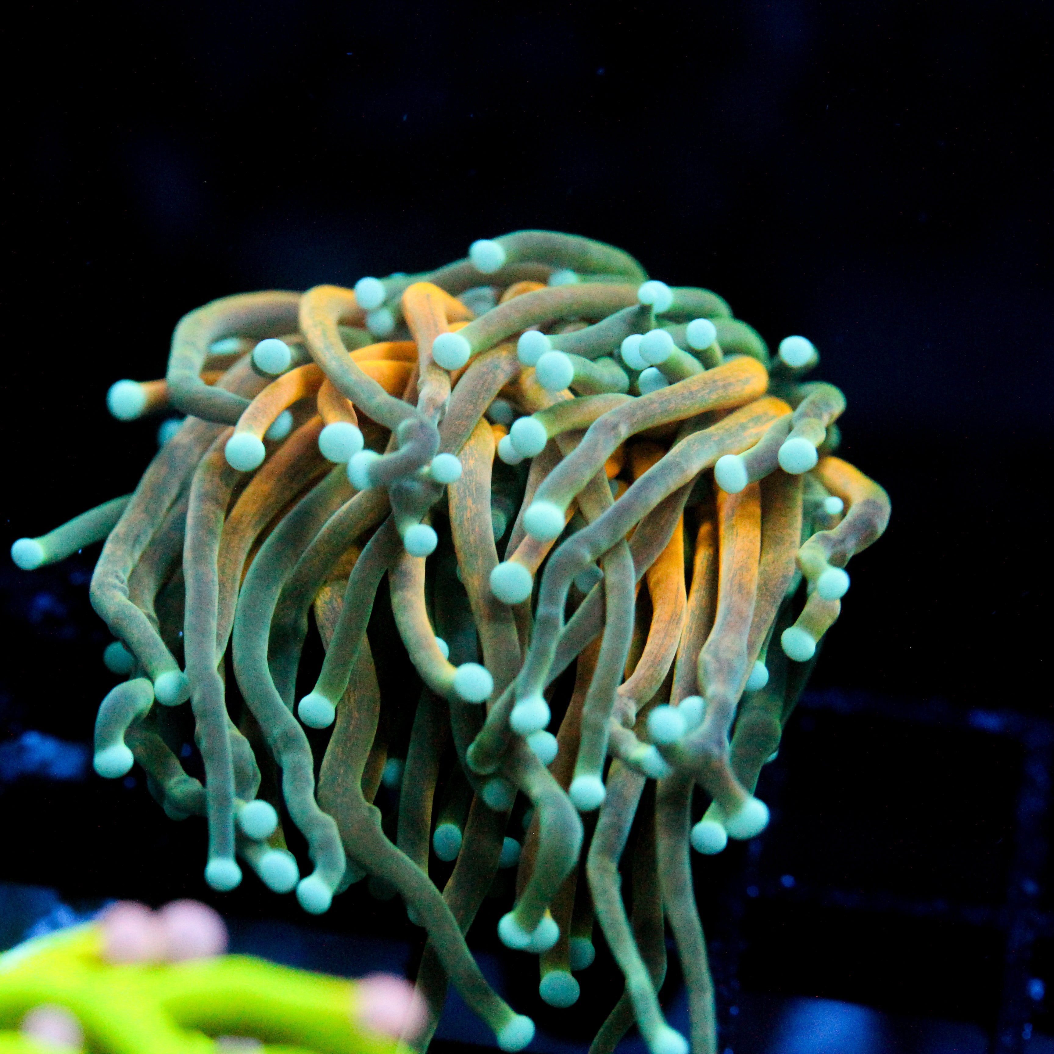 JC Sinister Teal Tiger Torch