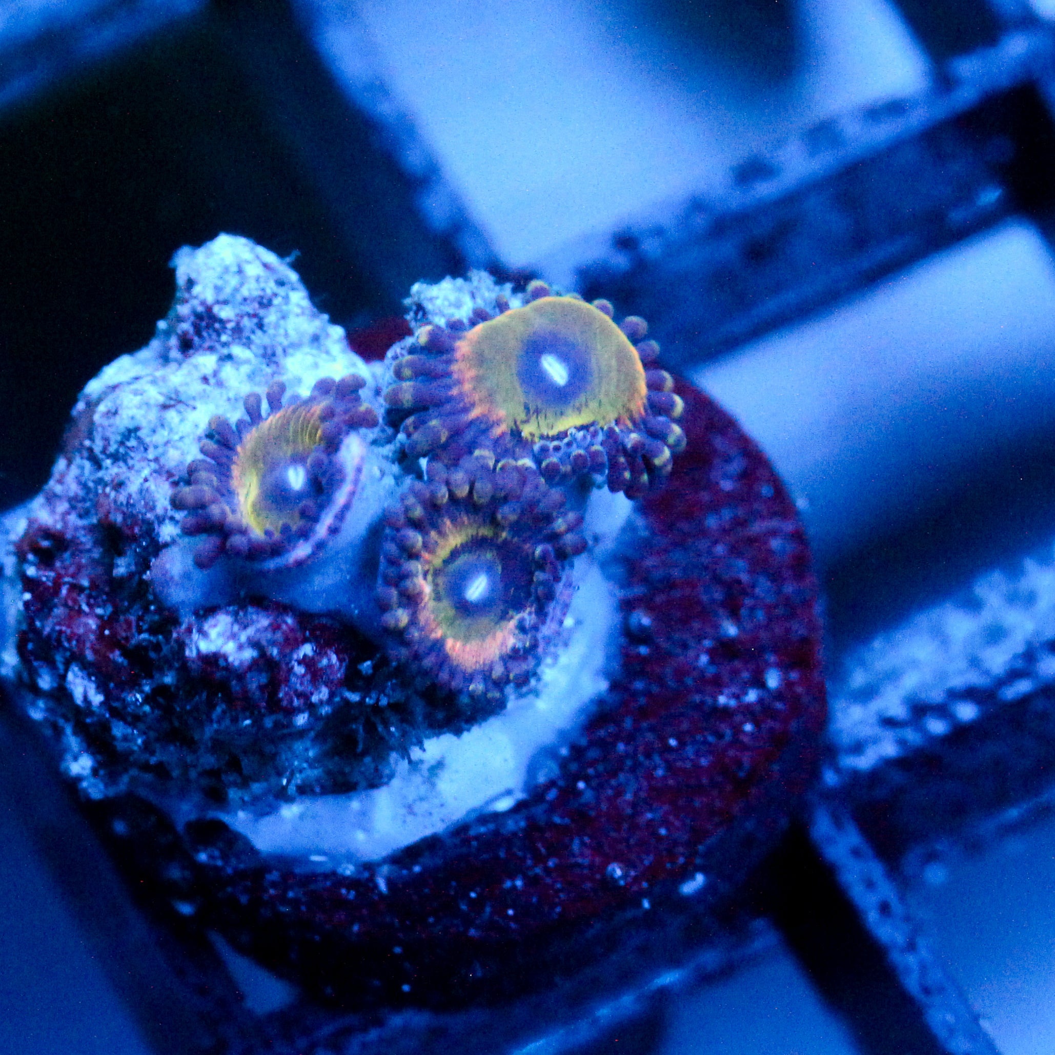 JC Javia Zoanthid