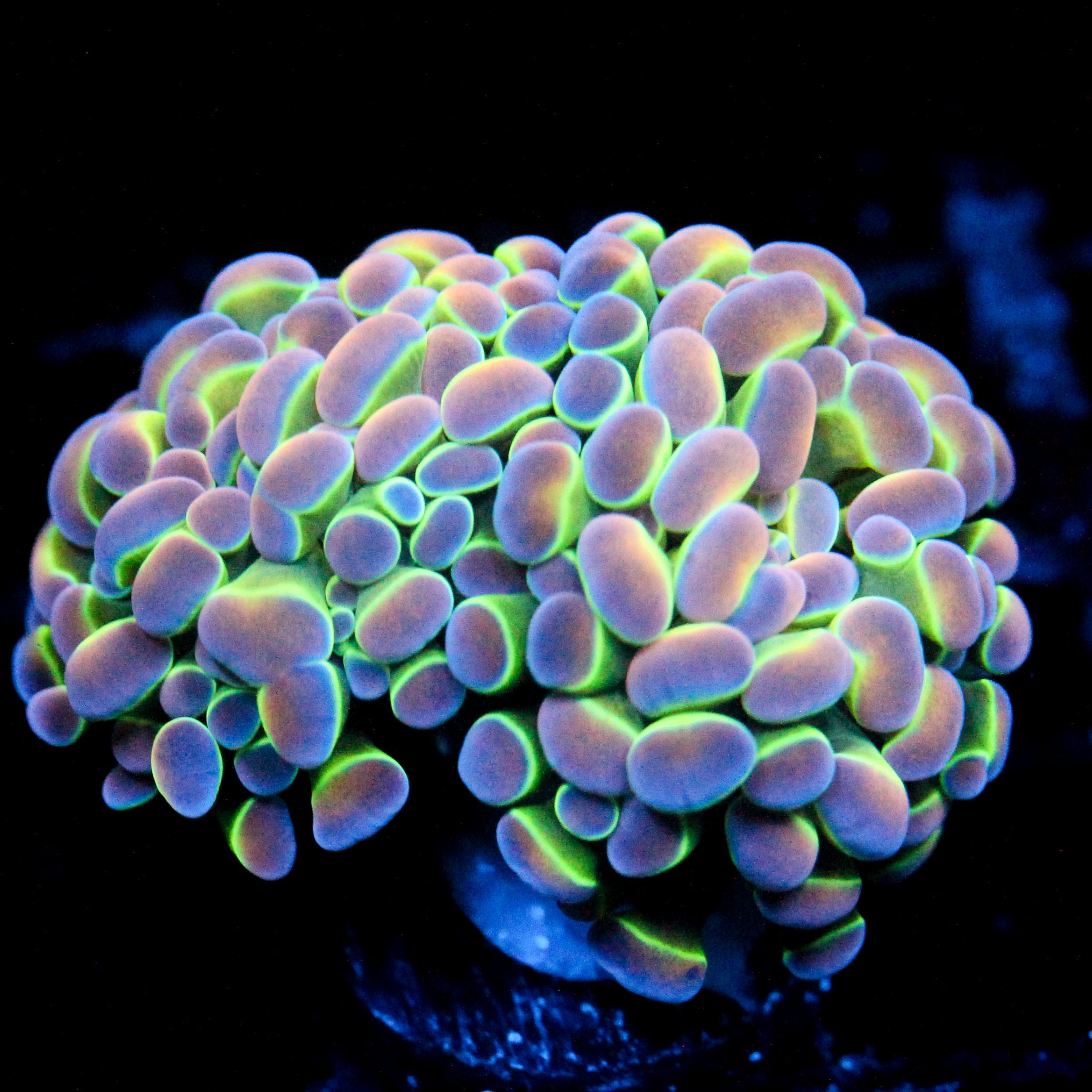 JC Ultra Hologram Hammer