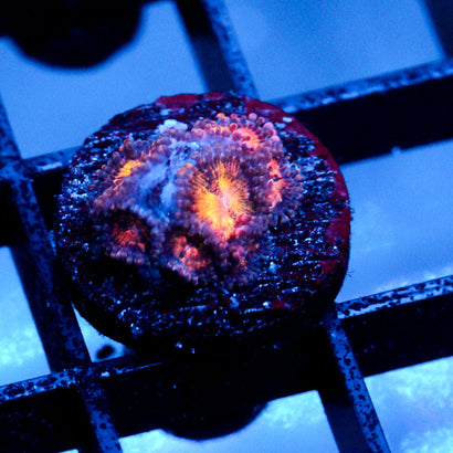 JC Speckled Kraze Zoanthid